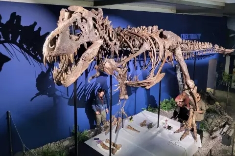 Tyrannosaurus rex skeleton ‘Trinity’